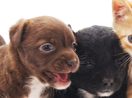 Evcil Hayvan Beslemenin Hayatımıza Katkıları