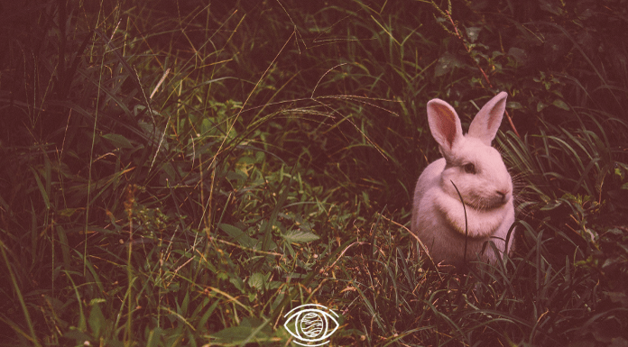 Kahve Falında Tavşan Görmek Ne Anlama Gelir? kahve falında tavşan görmek ne anlama gelir?