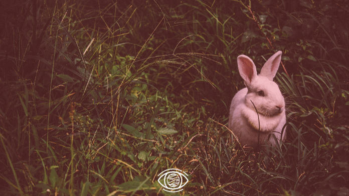 kahve falında tavşan görmek ne anlama gelir?
