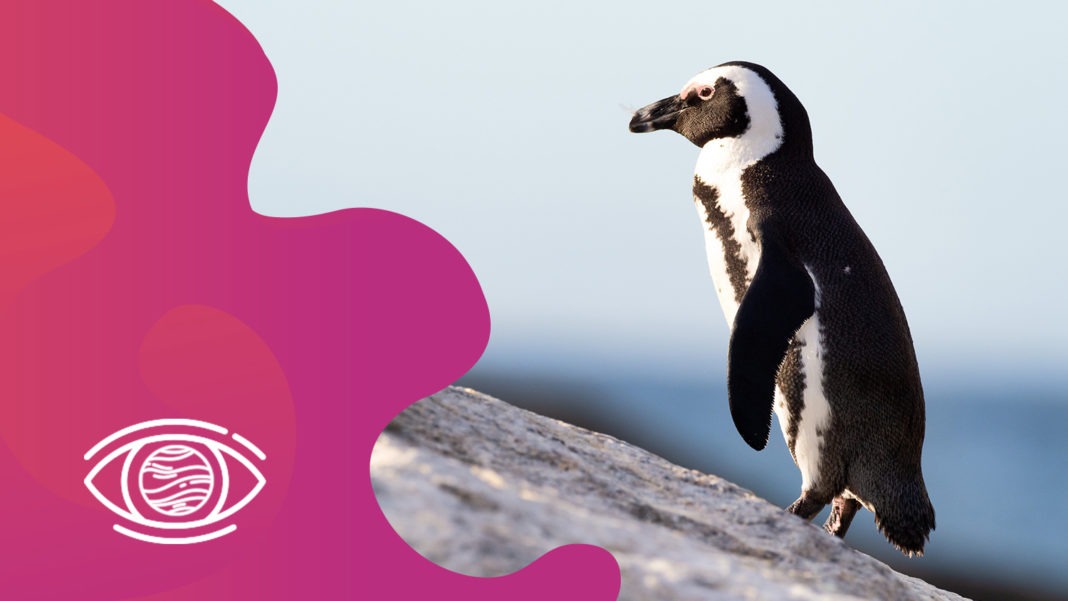 Kahve Falında Penguen Görmek Ne Anlama Gelir? FalSepeti Blog