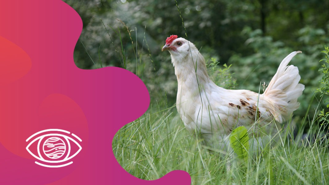 Kahve Falında Tavuk Görmek Ne Anlama Gelir? FalSepeti Blog