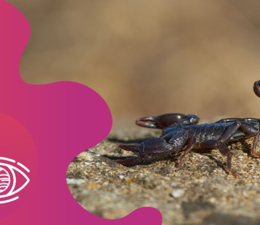 Kahve Falında Akrep Görmek Ne Anlama Gelir?