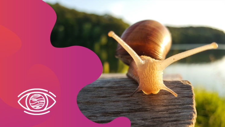 Kahve Falında Salyangoz Görmek Ne Anlama Gelir? FalSepeti Blog