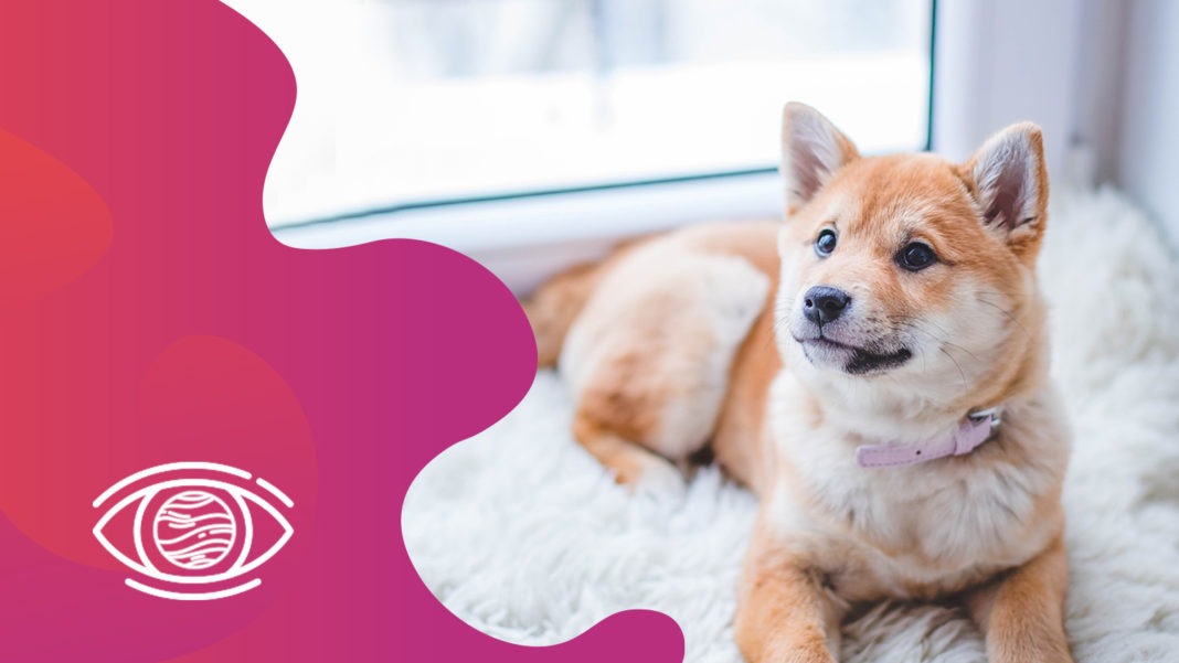 Kahve Falında Köpek Görmek Ne Anlama Gelir? FalSepeti Blog