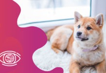 kahve falında köpek