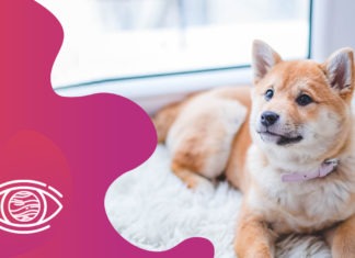 kahve falında köpek