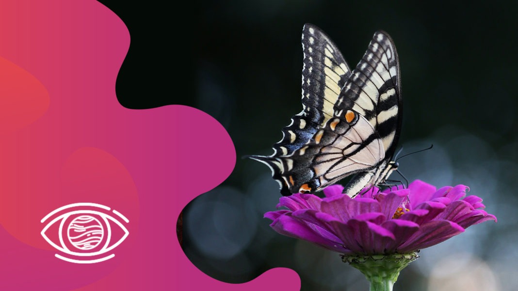 Kahve Falında Kelebek Görmek Ne Anlama Gelir? FalSepeti Blog