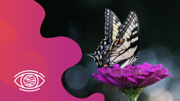Kahve Falında Kelebek Görmek Ne Anlama Gelir? FalSepeti Blog