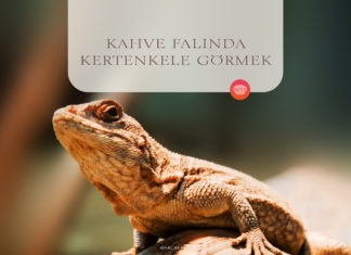 Kahve Falında Kertenkele Görmek