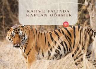 kahve-falinda-kaplan-gormek