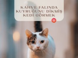 kahve-falinda-kuyrugunu-dikmis-kedi-gormek