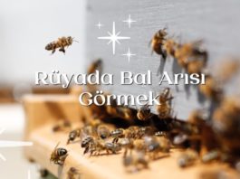 Rüyada Bal Arısı Görmek